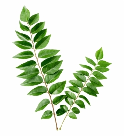 Curry Leaf/KARI PATA_250gm