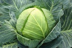 Fresh Cabbage, 1 Piece (500 g to 900g)
