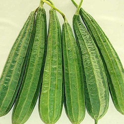Ridge Gourd (Jhinge)_500gm