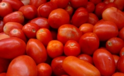 TOMATO_1 KG