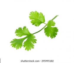 Coriander Leaves /Dhane Pata,50gm