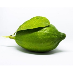 Lemon (Gandharaj)_3 Pcs